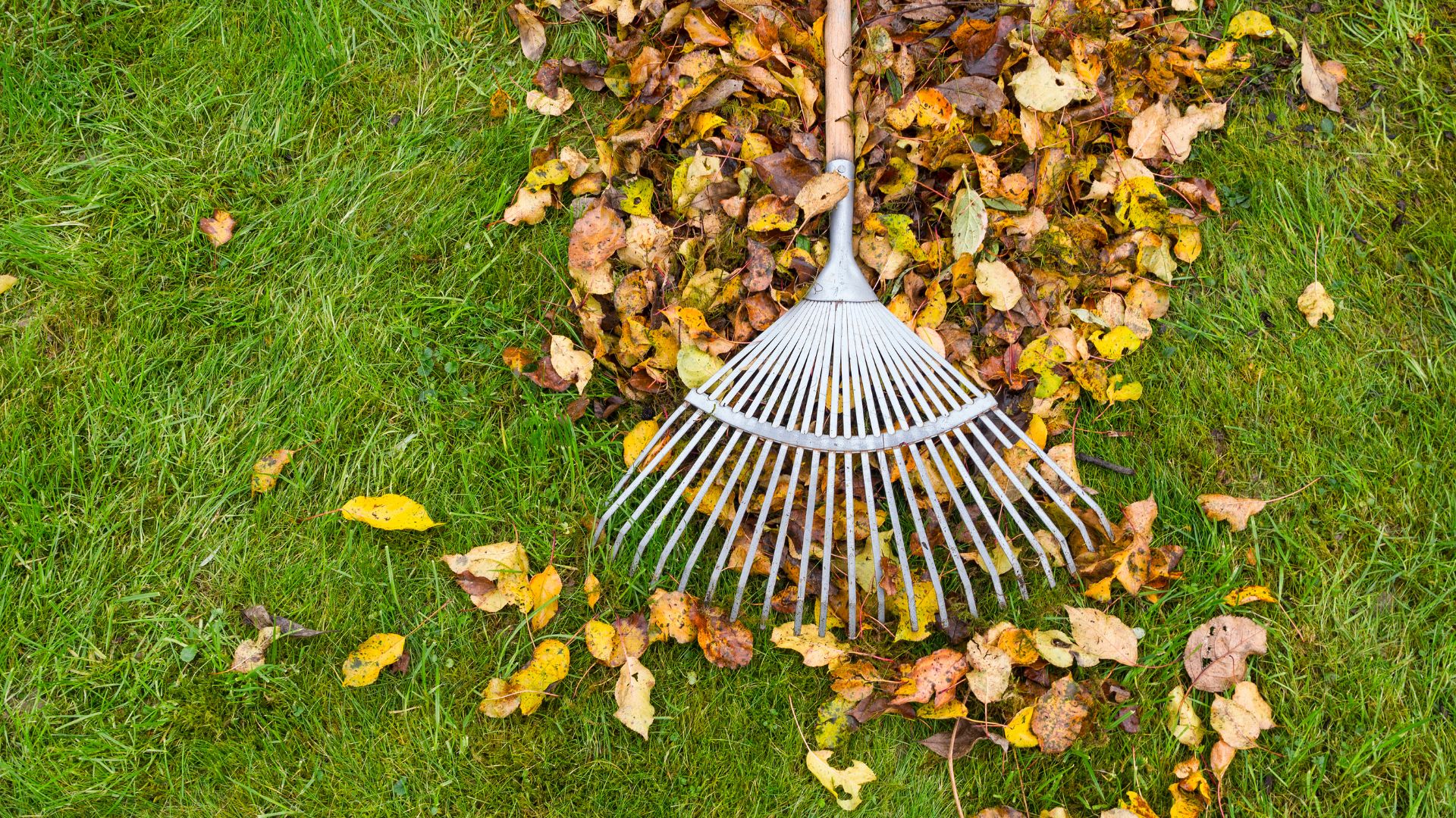 A rake laying on top of a pile of leaves