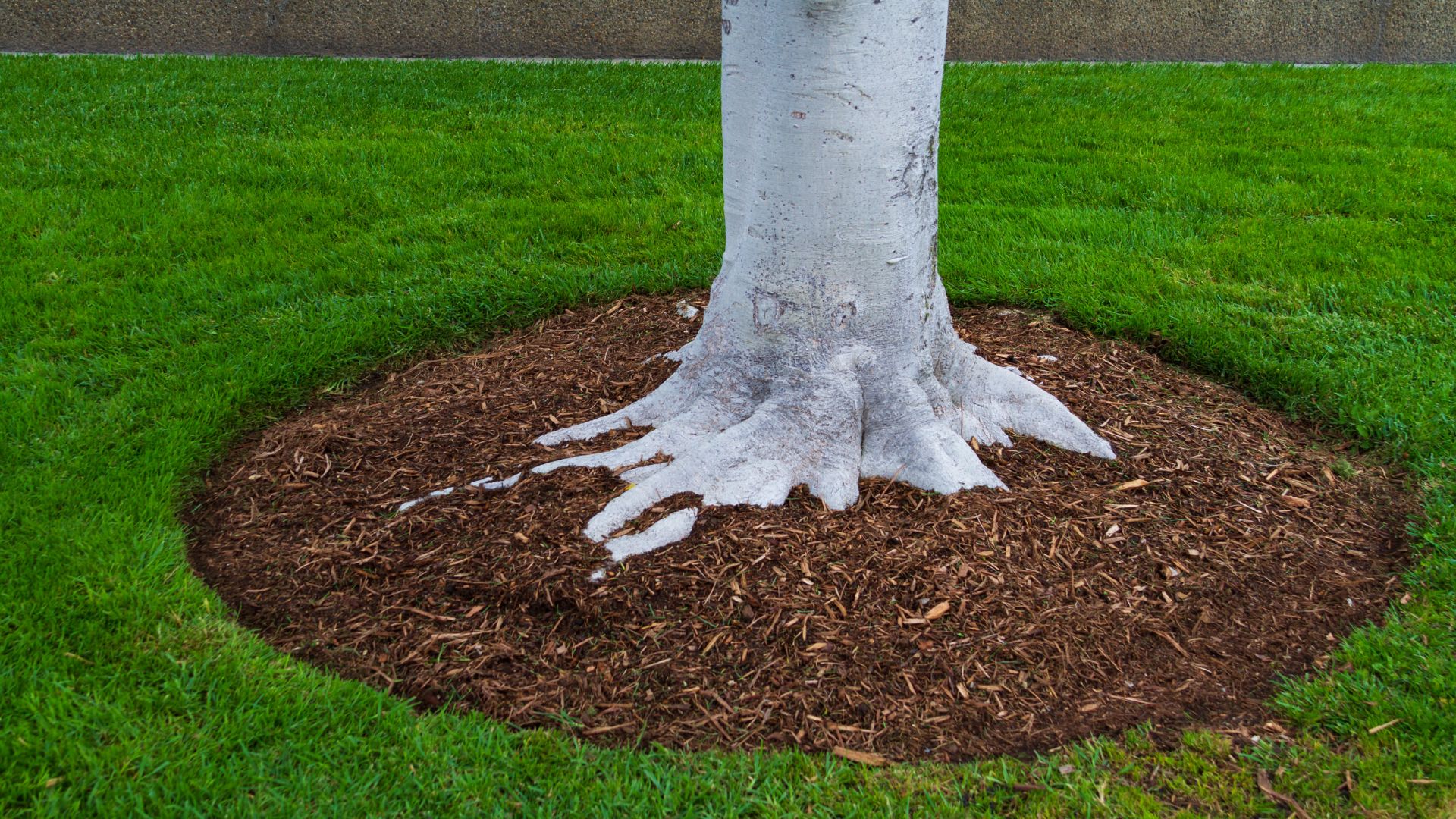 A tree with a white bark on it