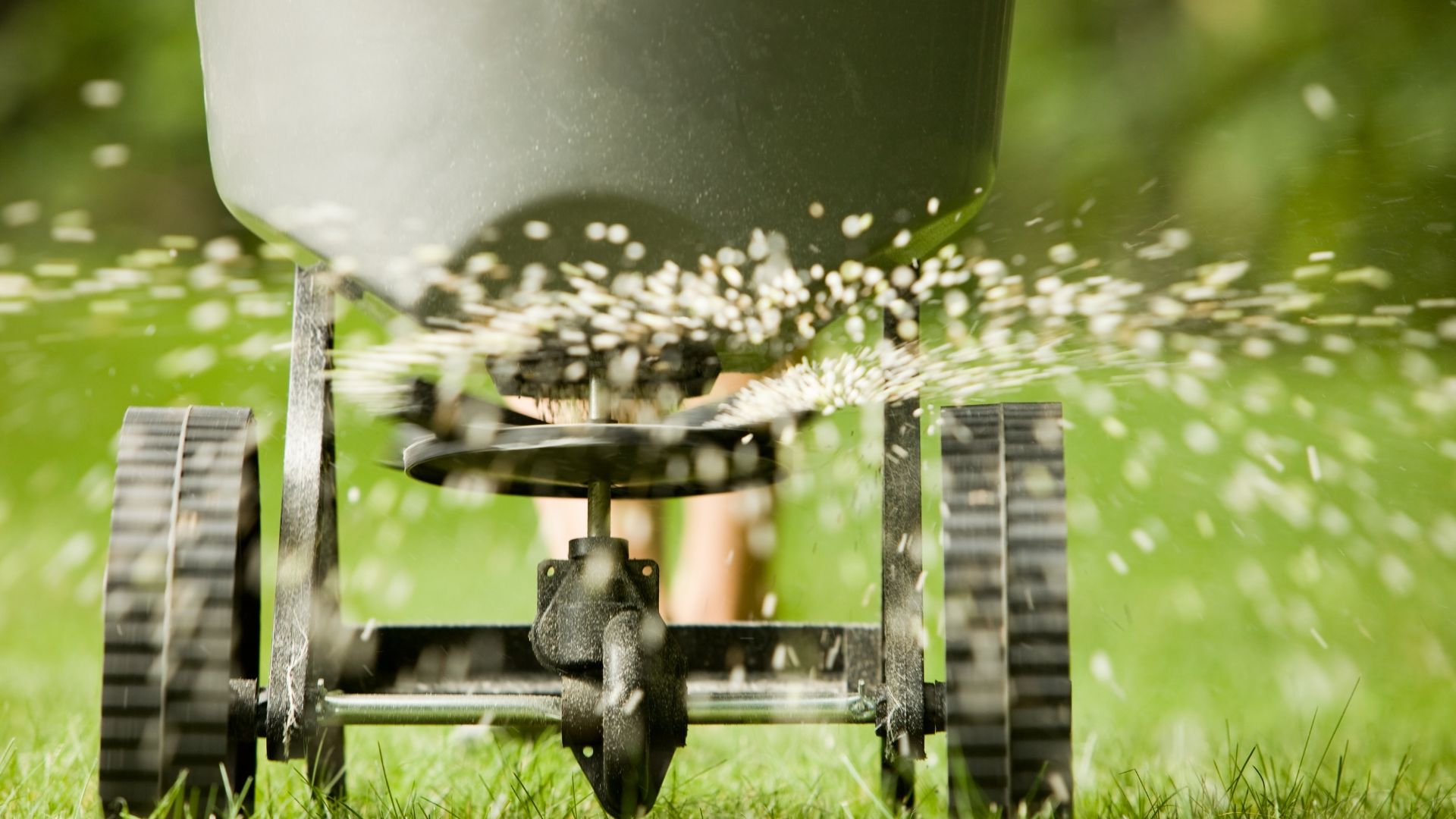 A person is sprinkling grass on a lawn